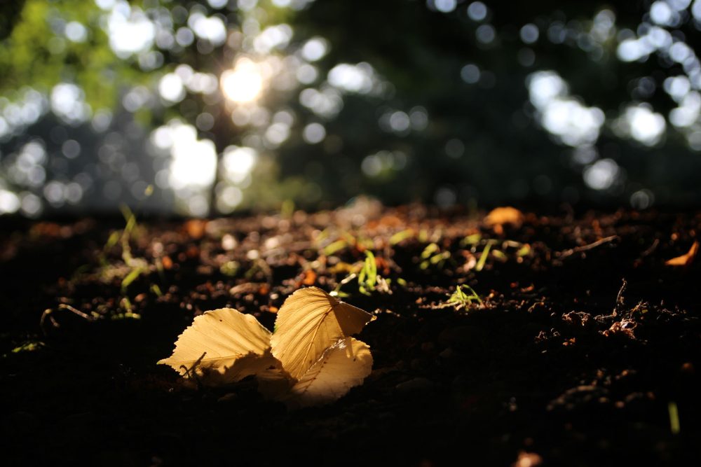 Workshop Herfstfotografie - Afbeelding 3