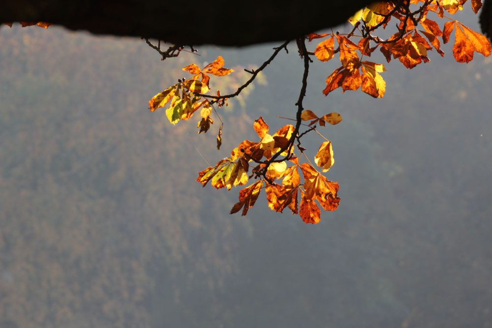Workshop Herfstfotografie - Afbeelding 4