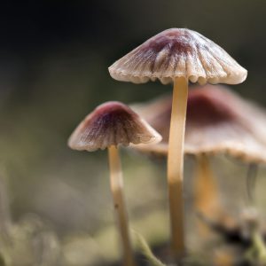 Workshop Herfstfotografie