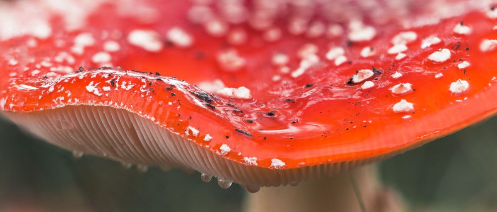 Workshop Herfstfotografie - Afbeelding 2