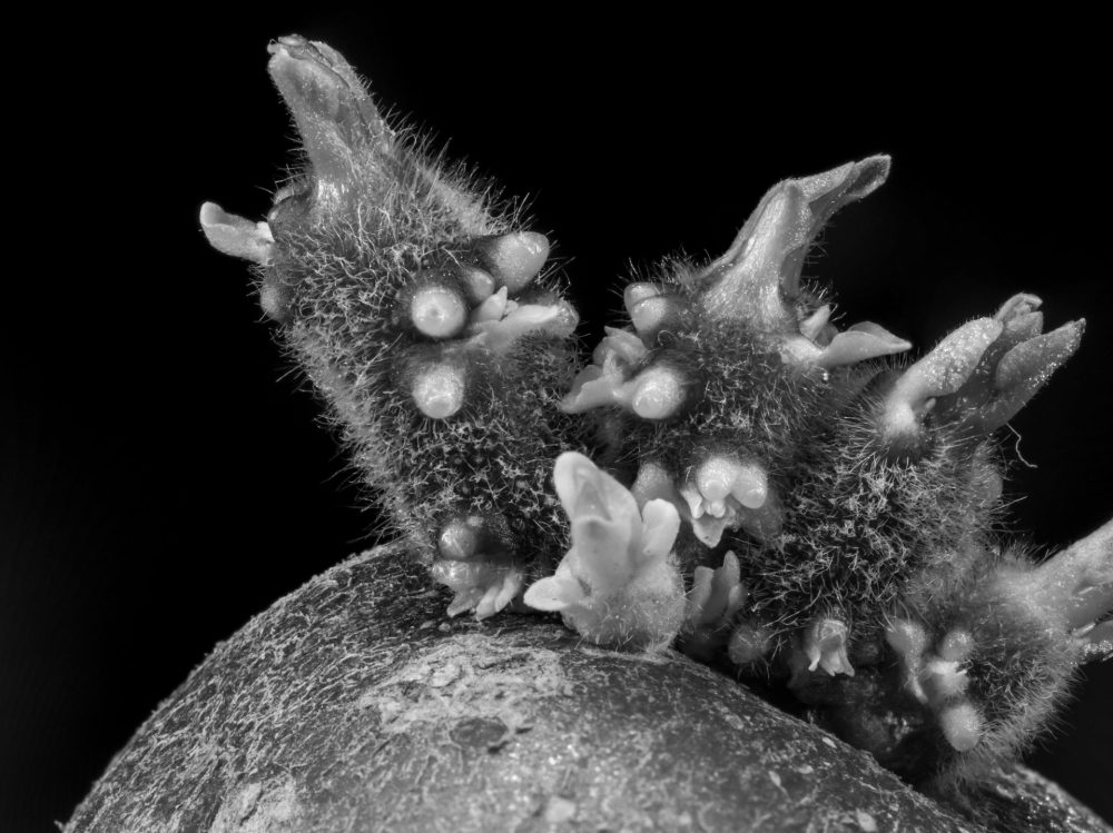 Workshop Macrofotografie van alledaagse objecten - Afbeelding 2