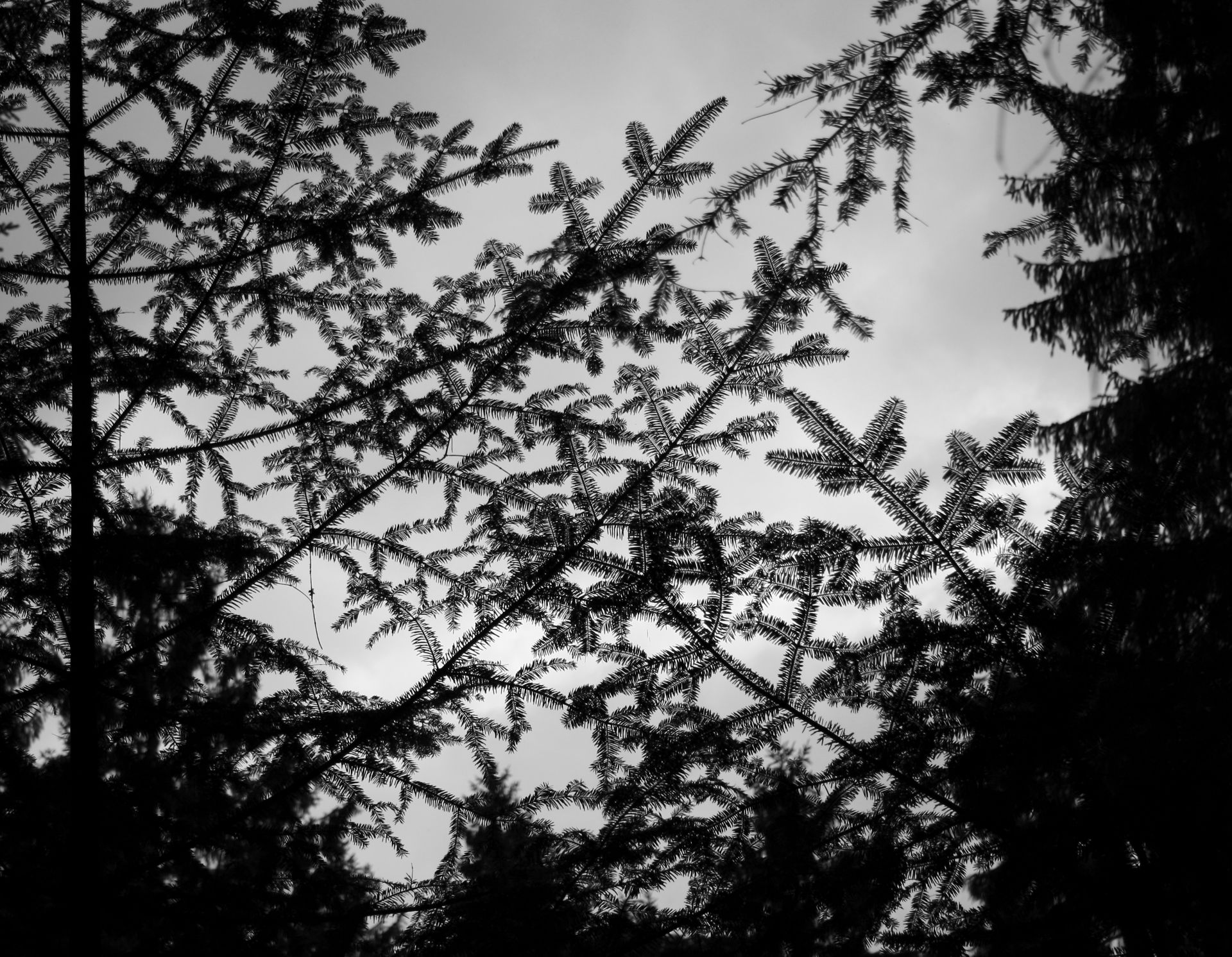 Workshop Zwart-wit Landschapsfotografie